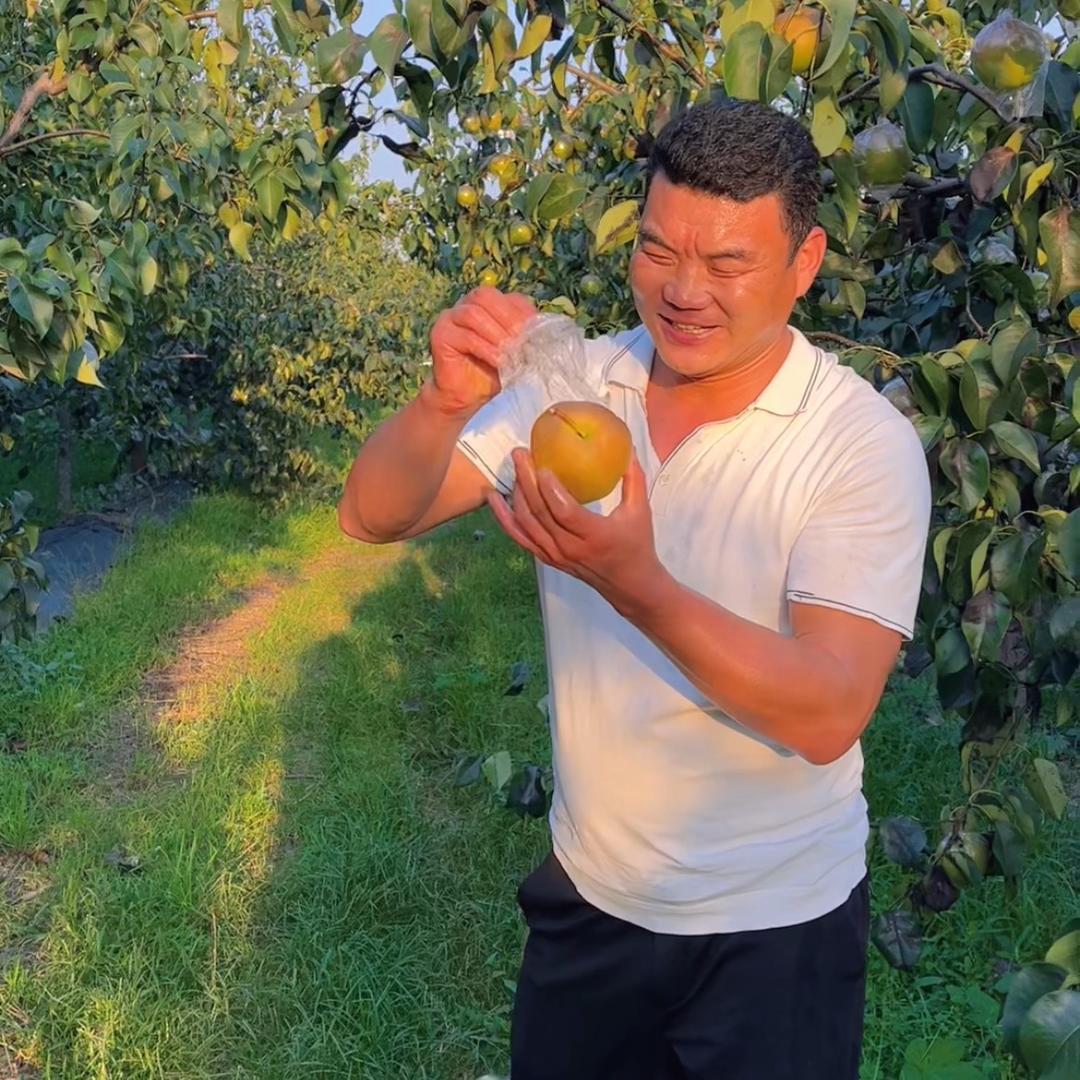 玉露香梨（山西把关人）
