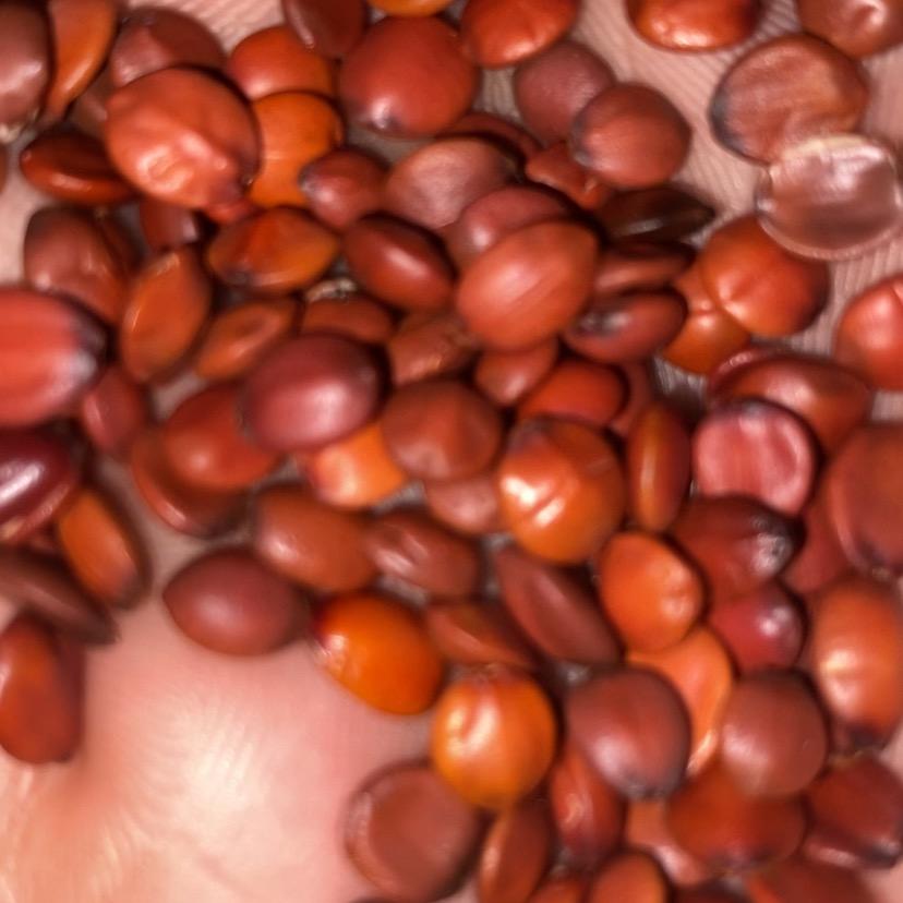 河南高产种苗基地