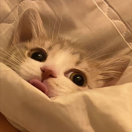 linxxm