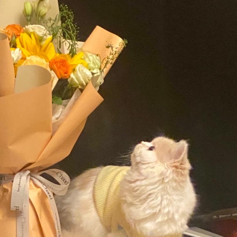 🐯DD