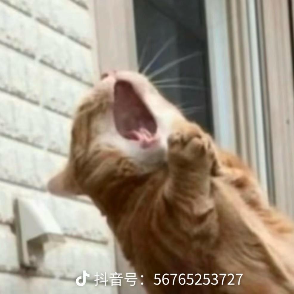 奇奇~