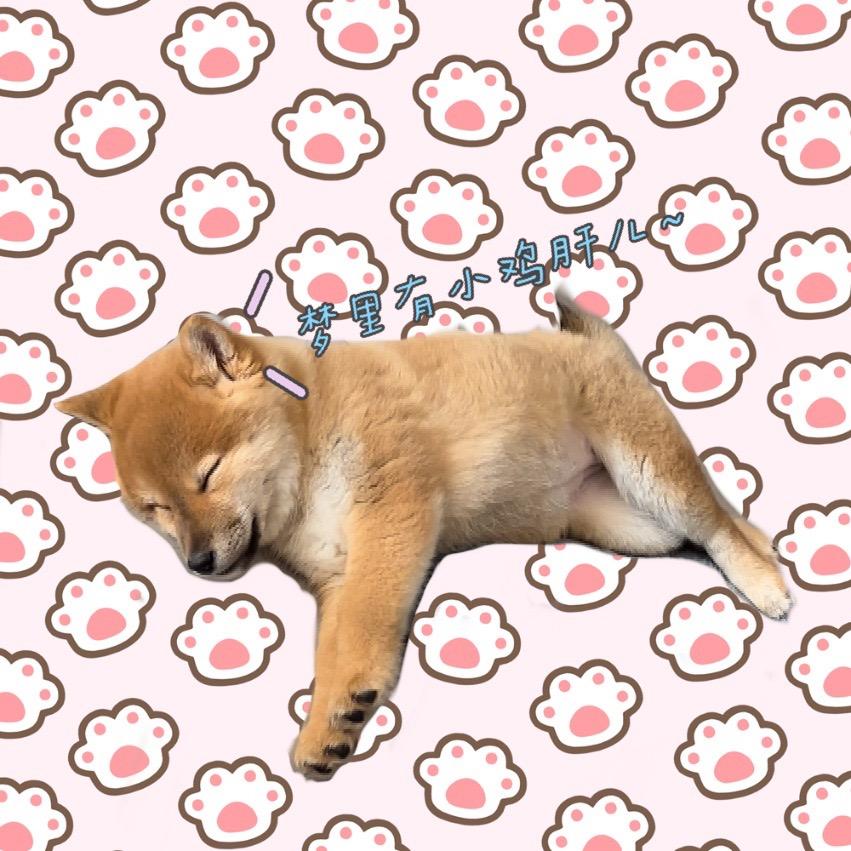 柴犬豆花妹妹