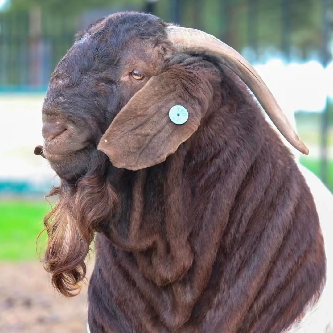 养殖牧业.大刘楼