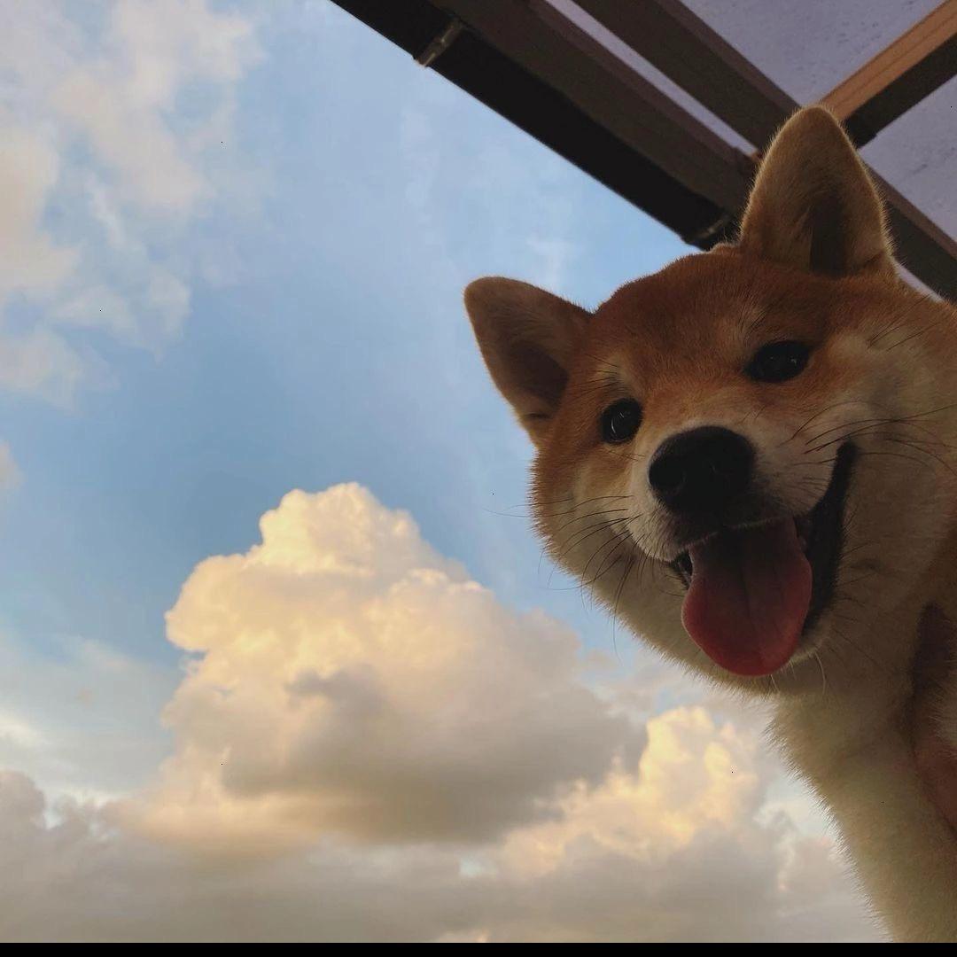 航仔