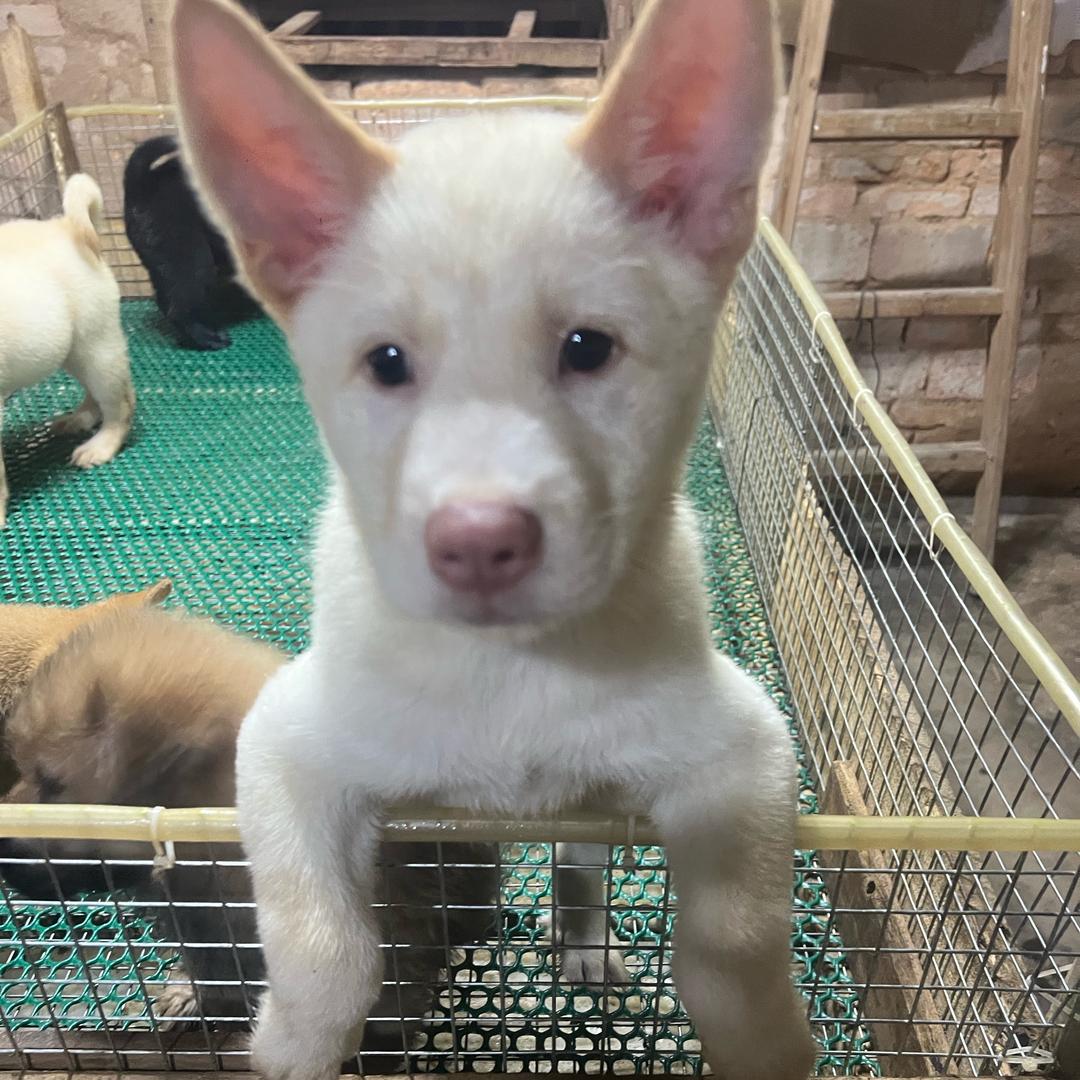 松狮田园犬基地