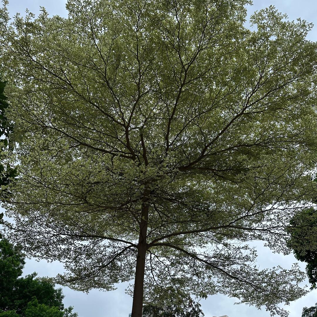 欧欧