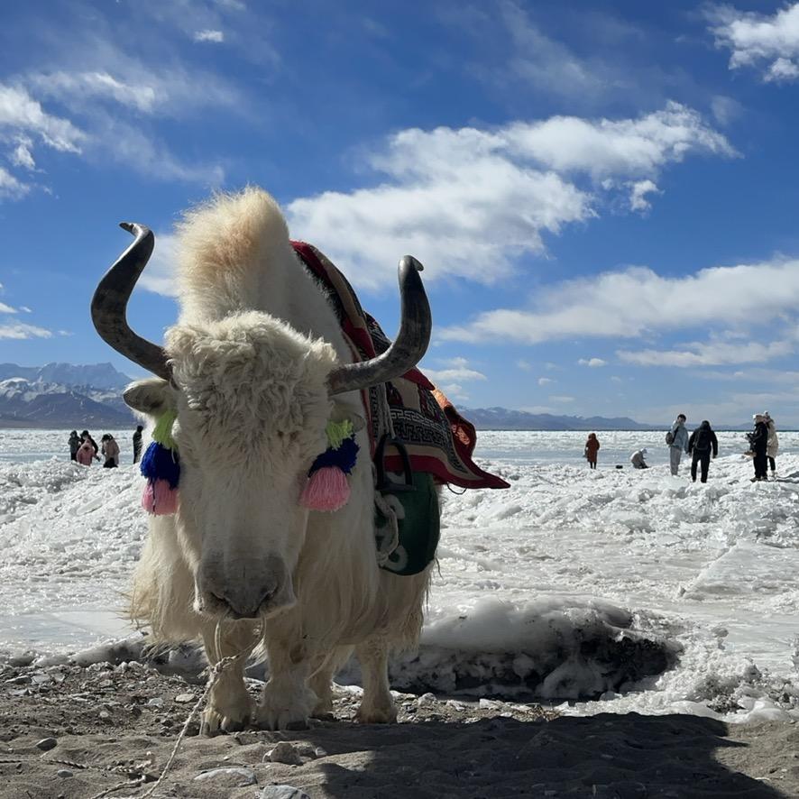 土豆去皮不加辣