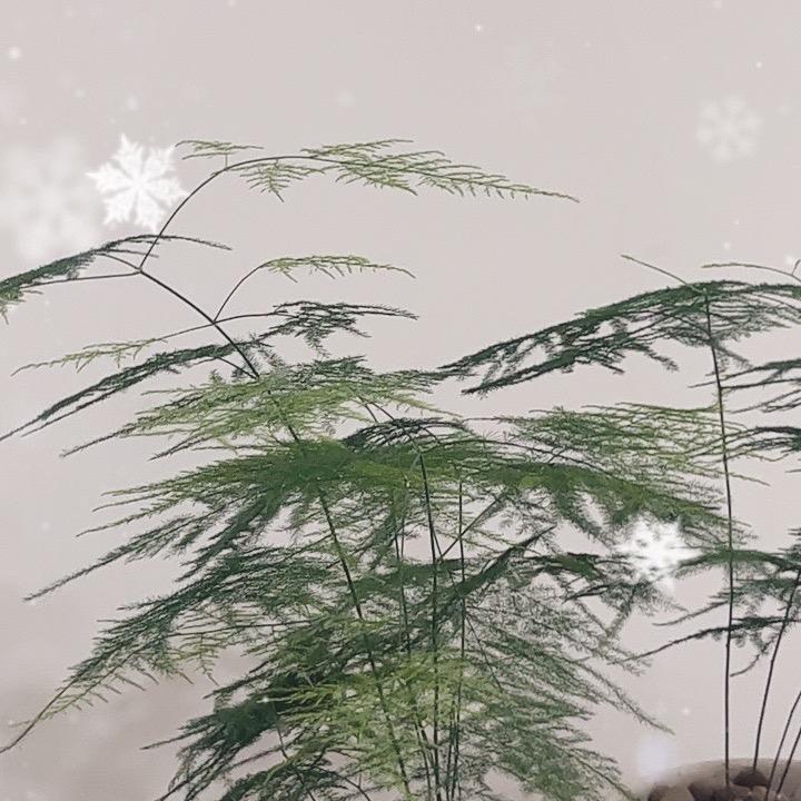 小张哥