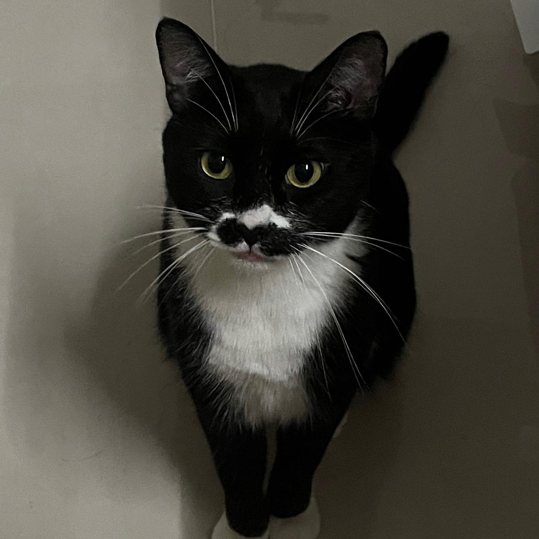 小白兔野性大发狂吃三公里绿化带