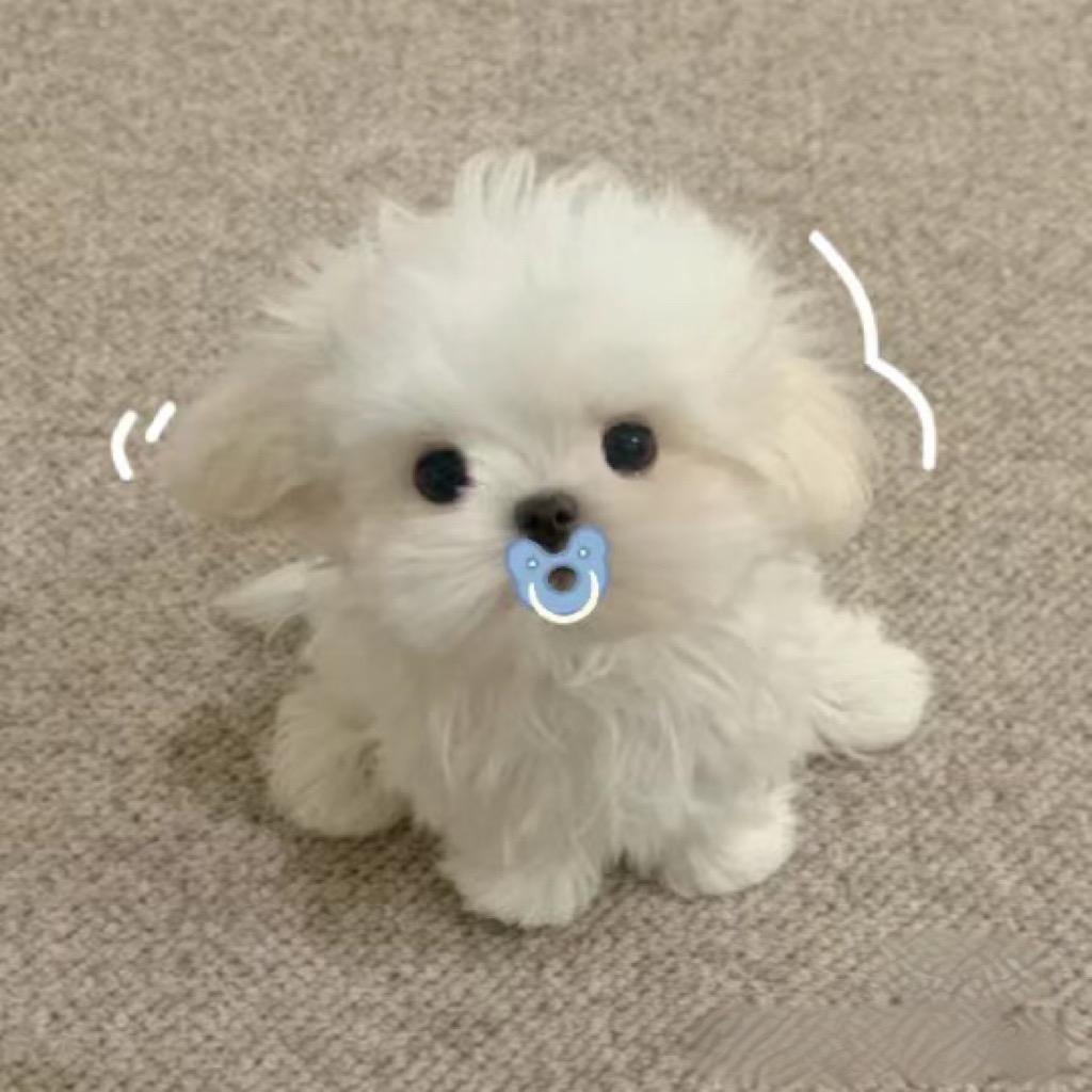 绵绵酱