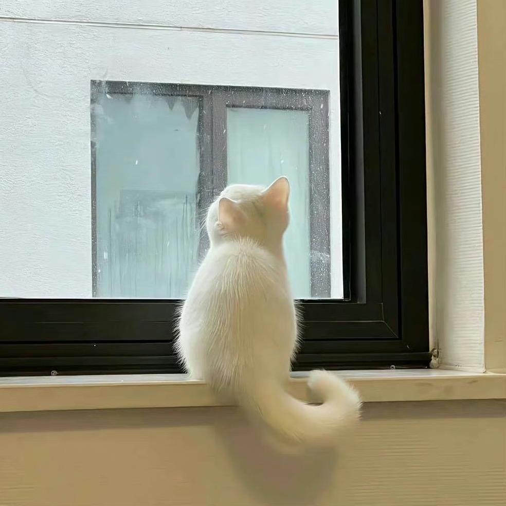 秋天一只猫