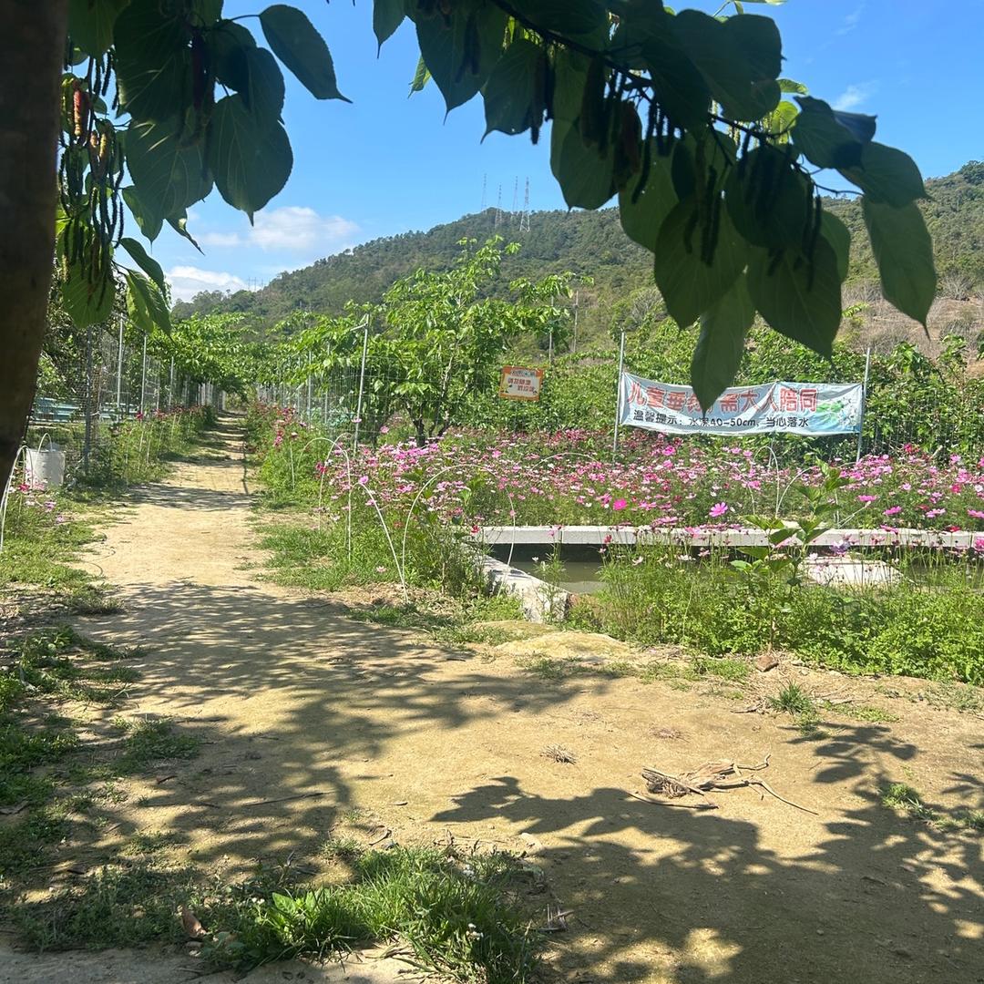 花果山桑椹草莓园@鸡司令