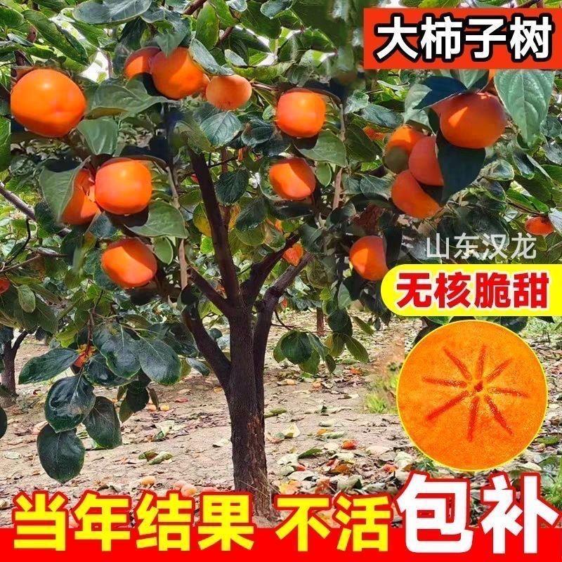 贵银专营店