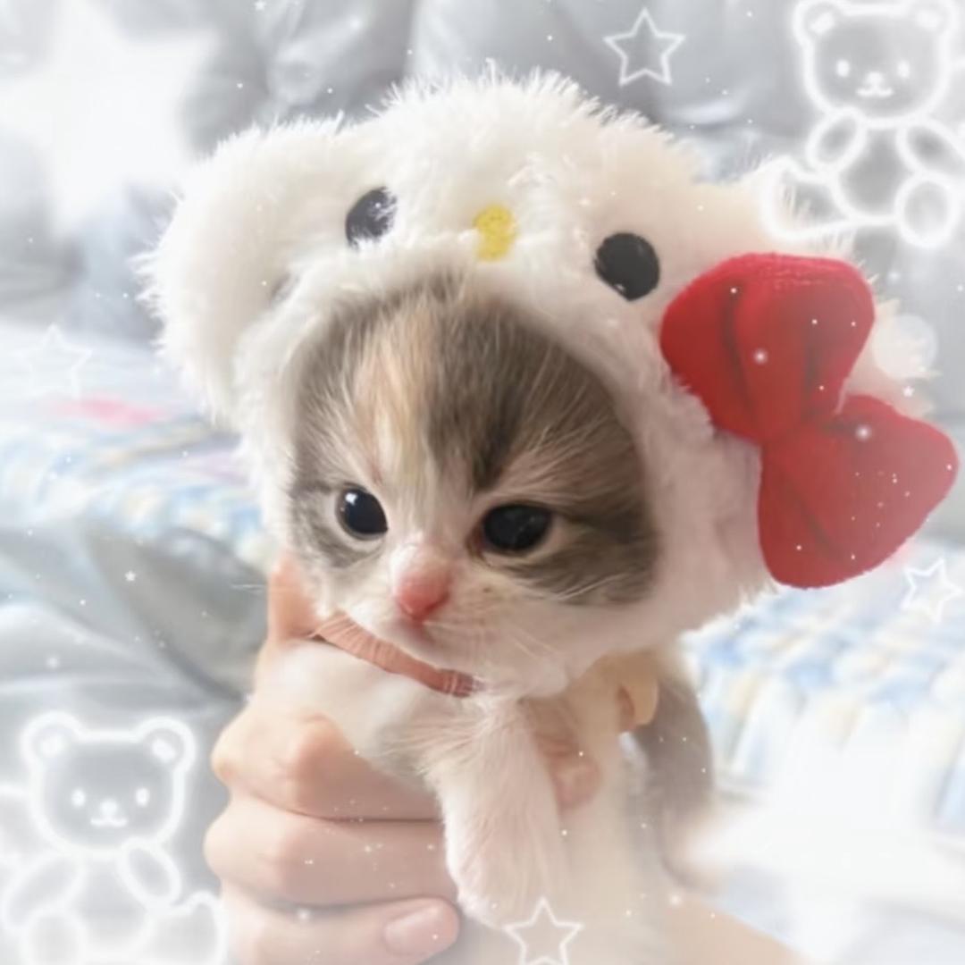 PP大王