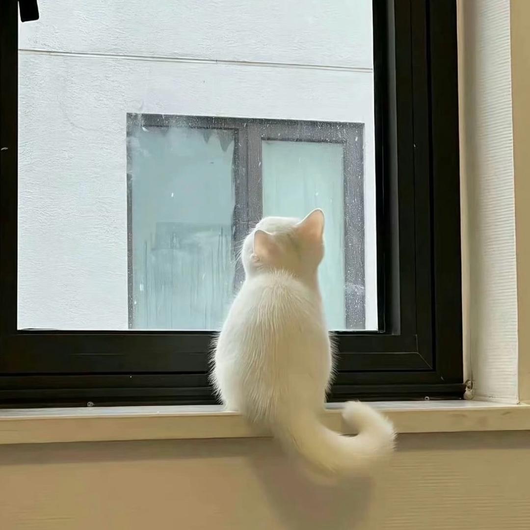 一只呆猫猫💭