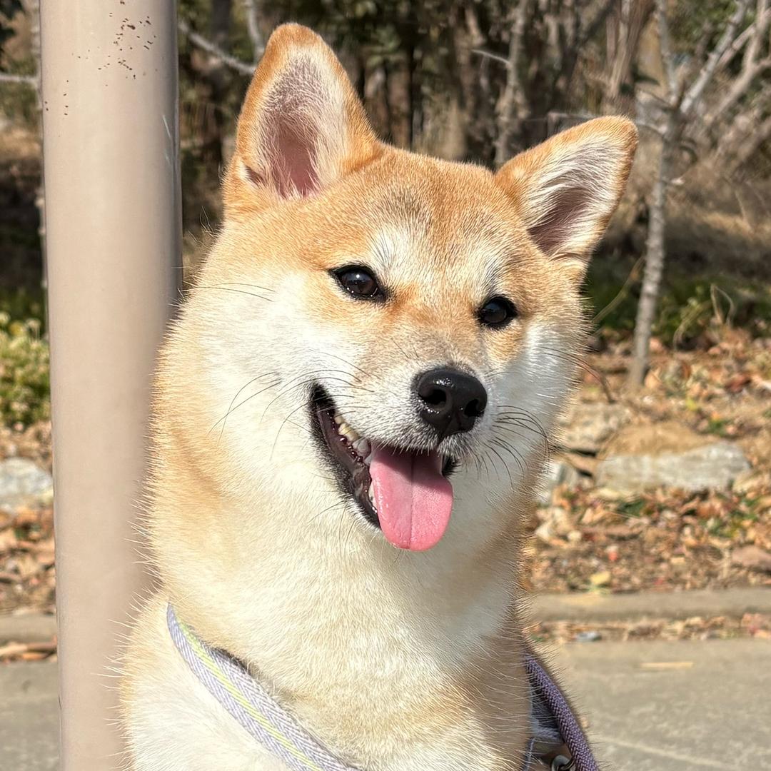 柴华横溢开心君