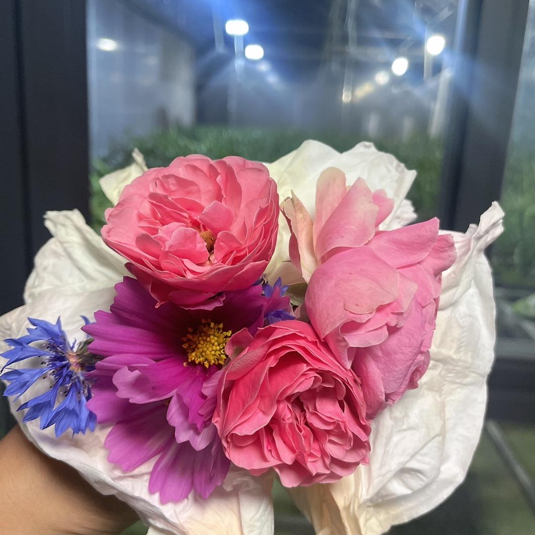 康健兰花