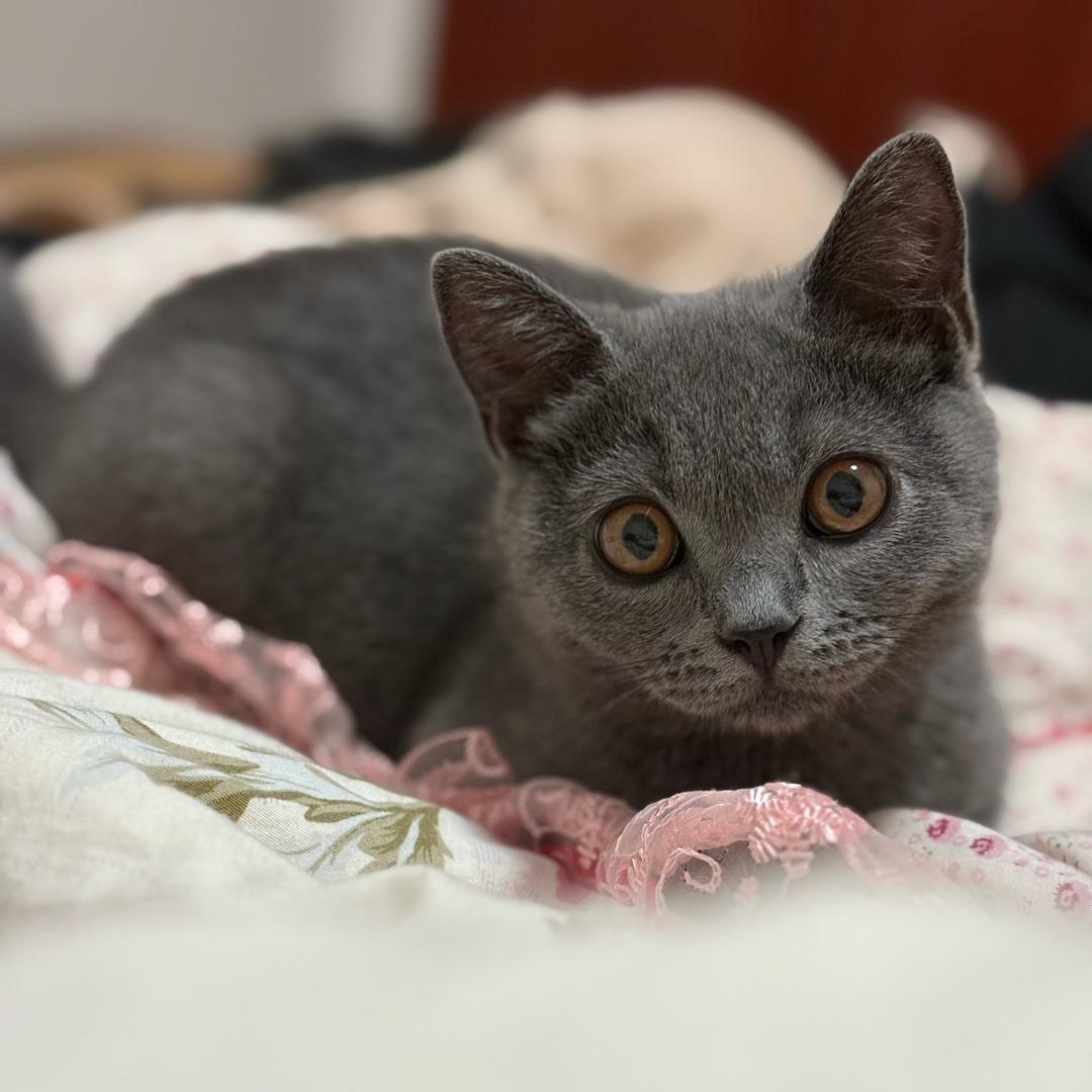 元宝是个猫