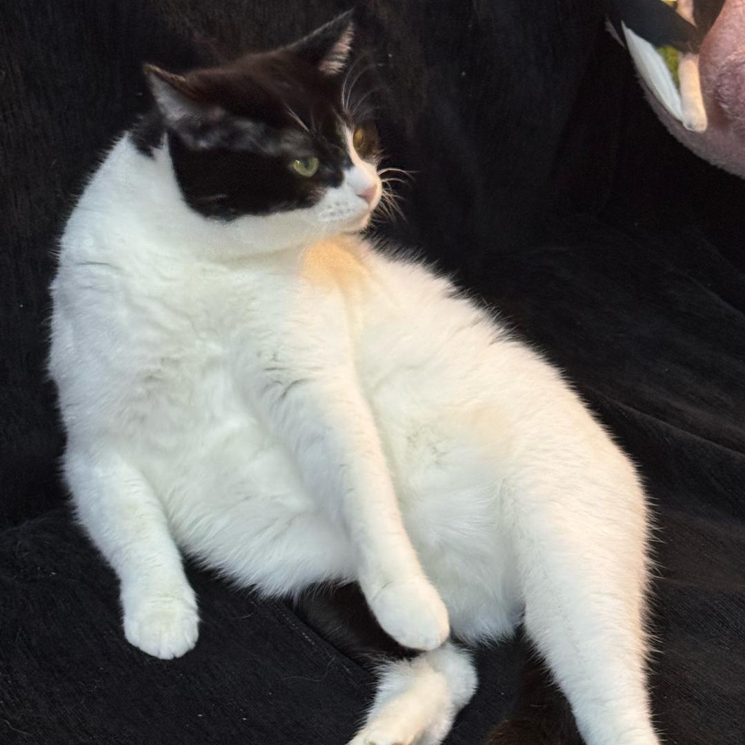 o.O狗