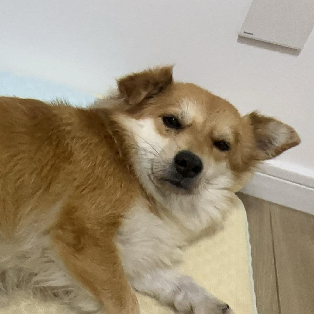 暴躁杀猪汪