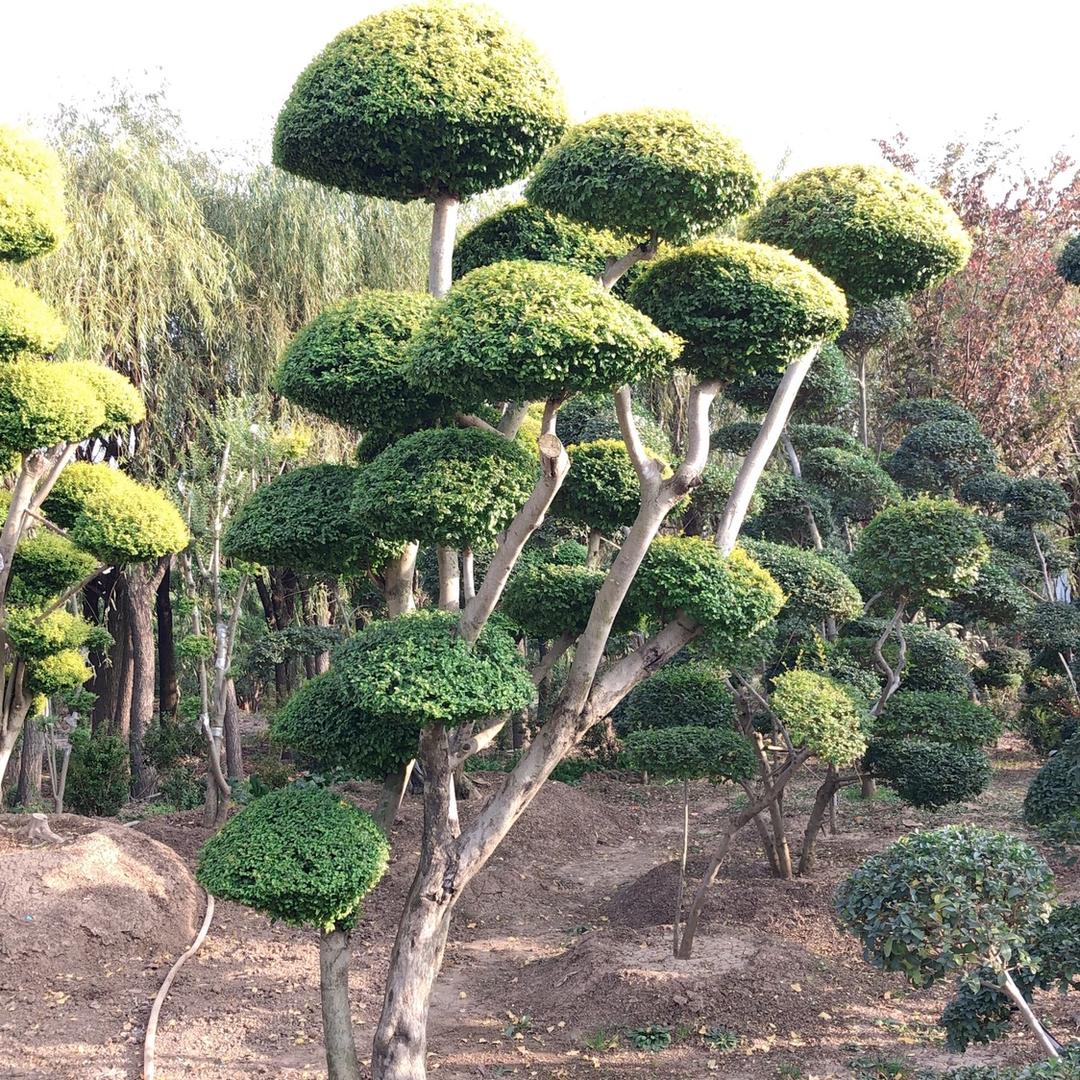 幽香阁花卉园艺