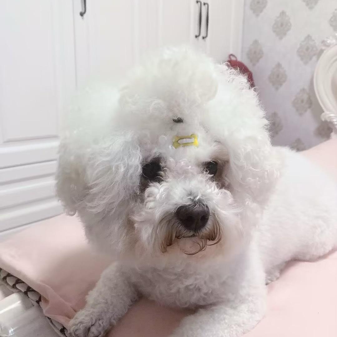 糖贱贱糖小五的日常生活