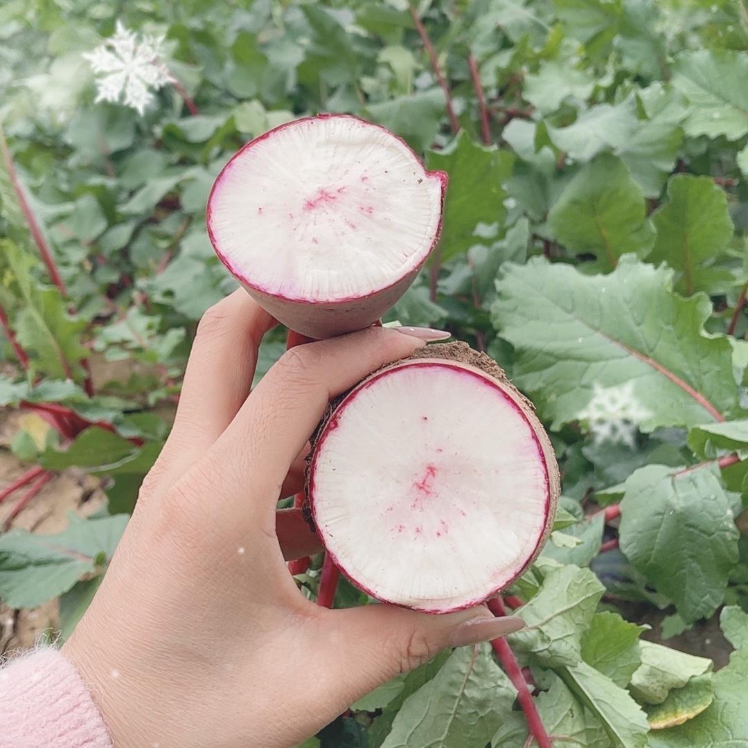 小满农家新鲜蔬菜辣椒