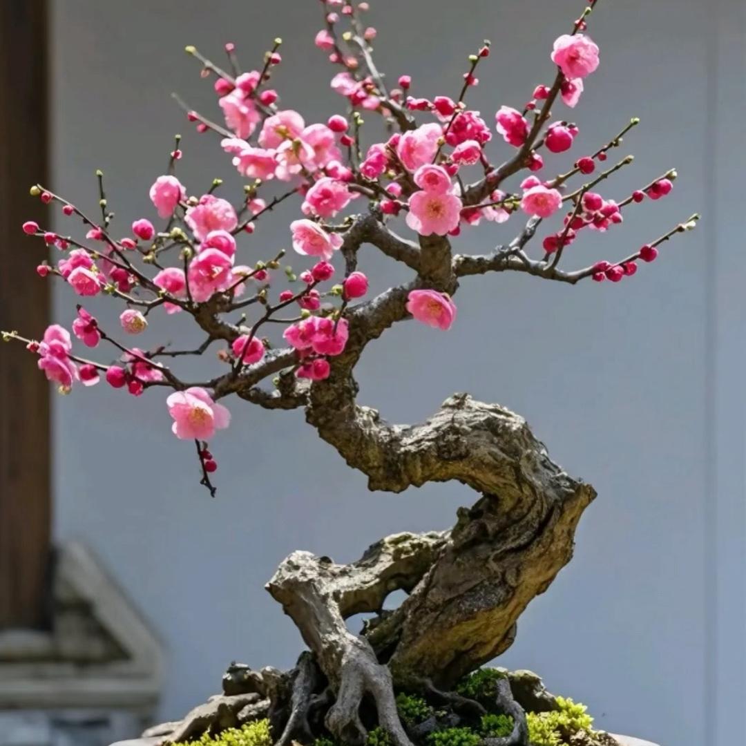 优雅造型盆景
