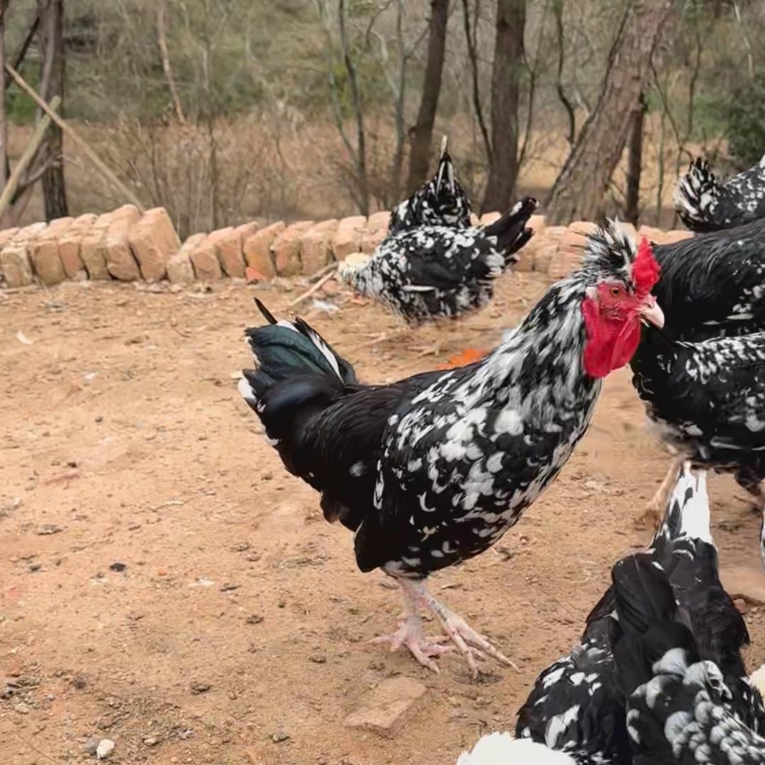 小张鑫龙生态散养