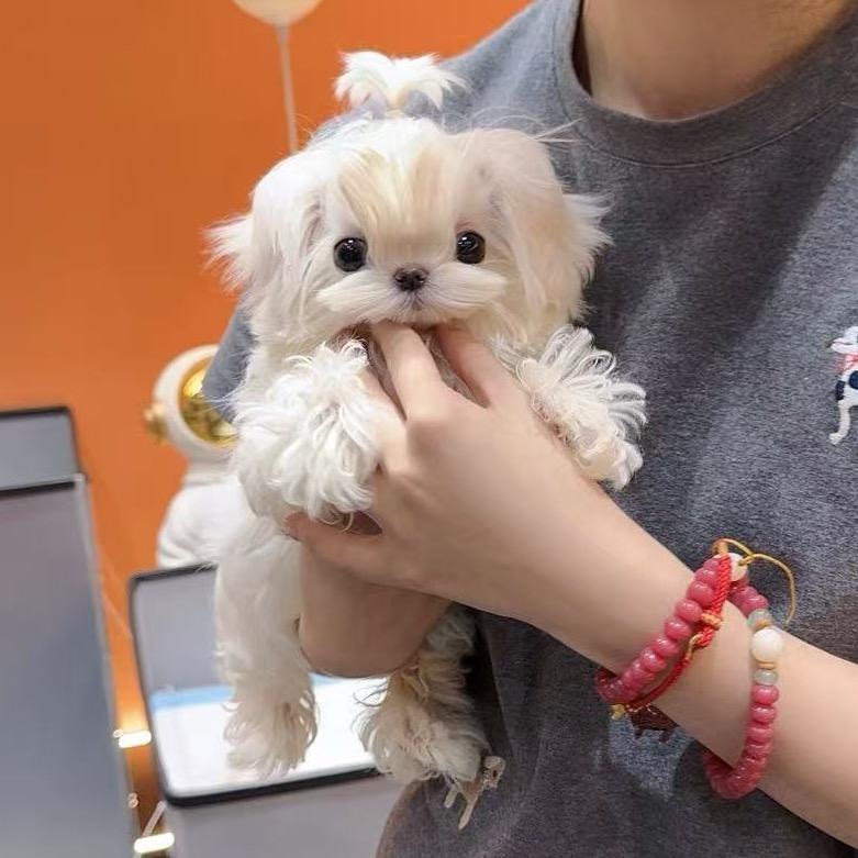 小雪家的狗狗（杭州马尔济斯）