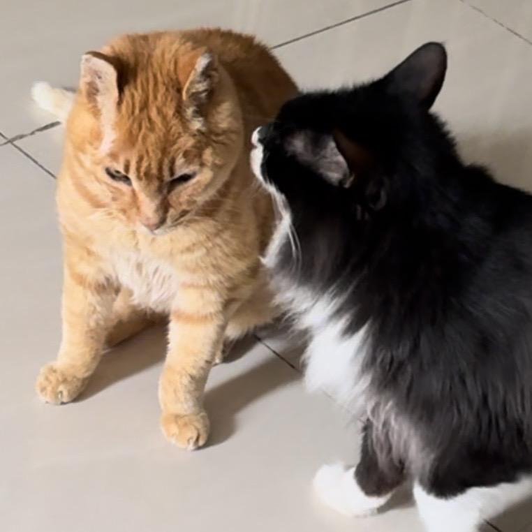 98年橘猫老黄