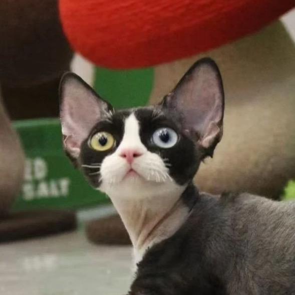 济南德文卷毛猫糖姐家