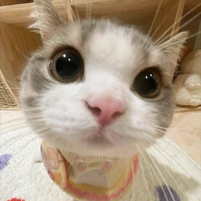 花生什么大树了