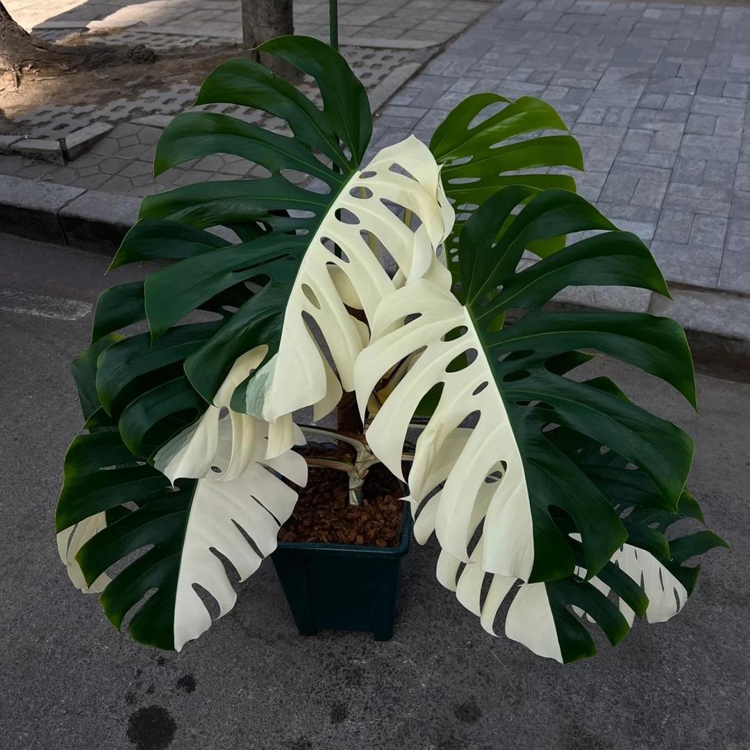 一间小花铺