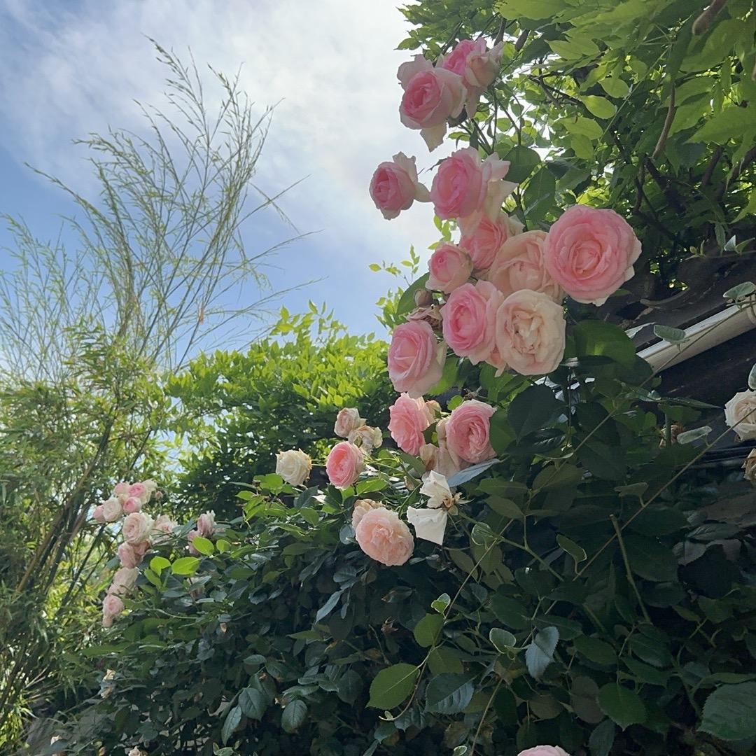 丫头🌹