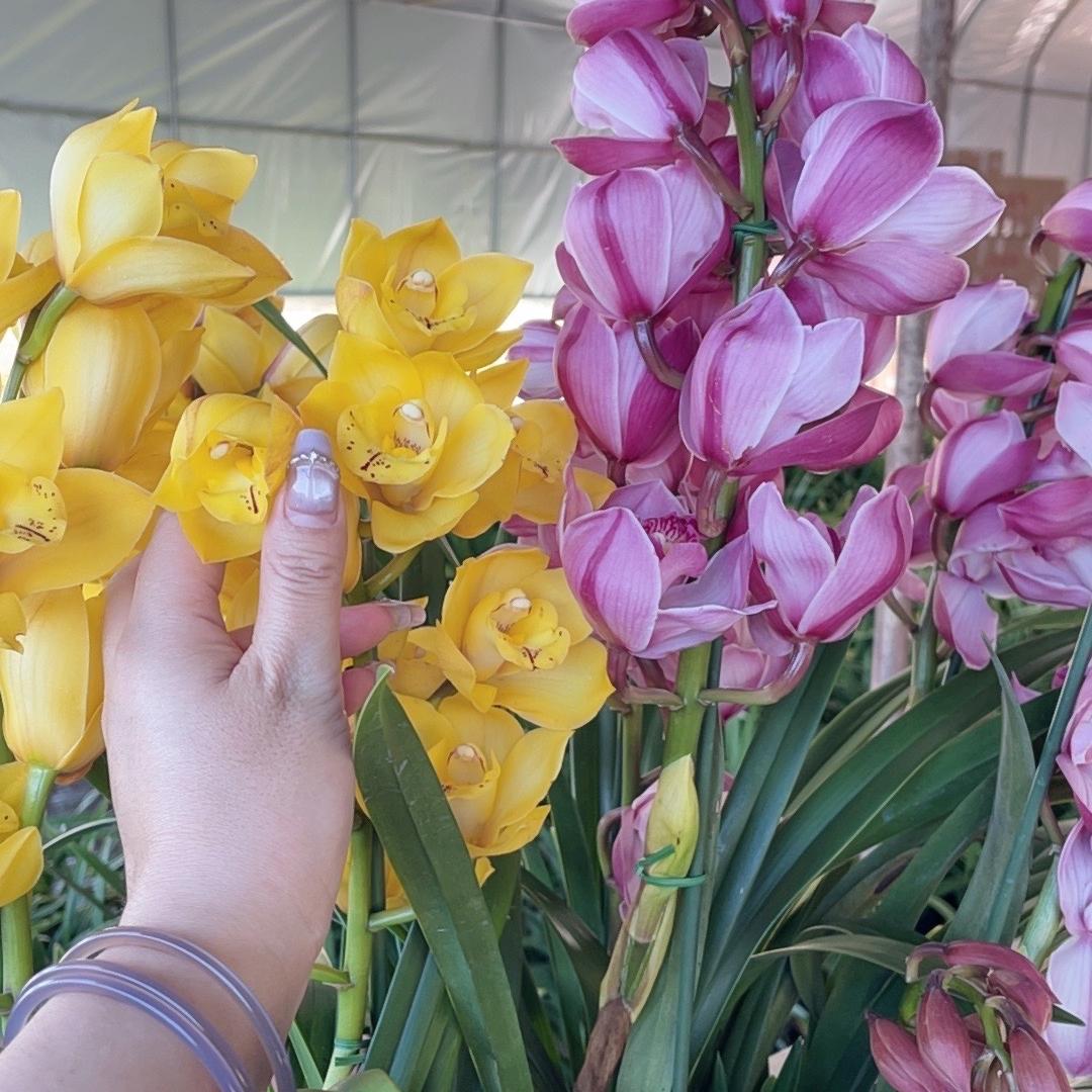 八朵花卉创意屋