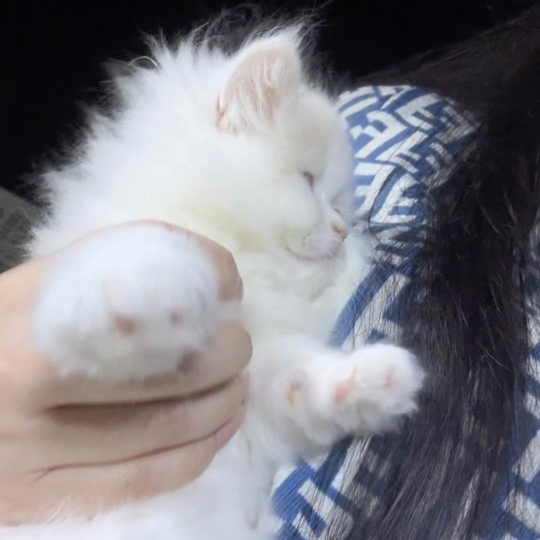 慧慧子