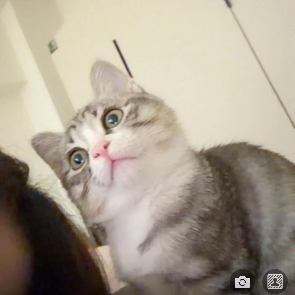 酥酥🥞（魔丸版）