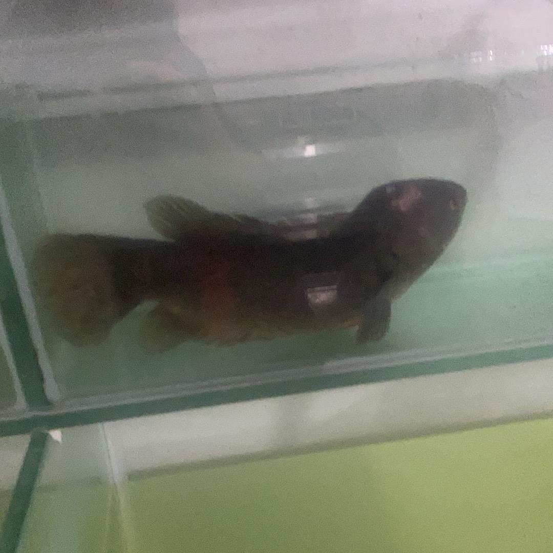 卖鱼的小哥
