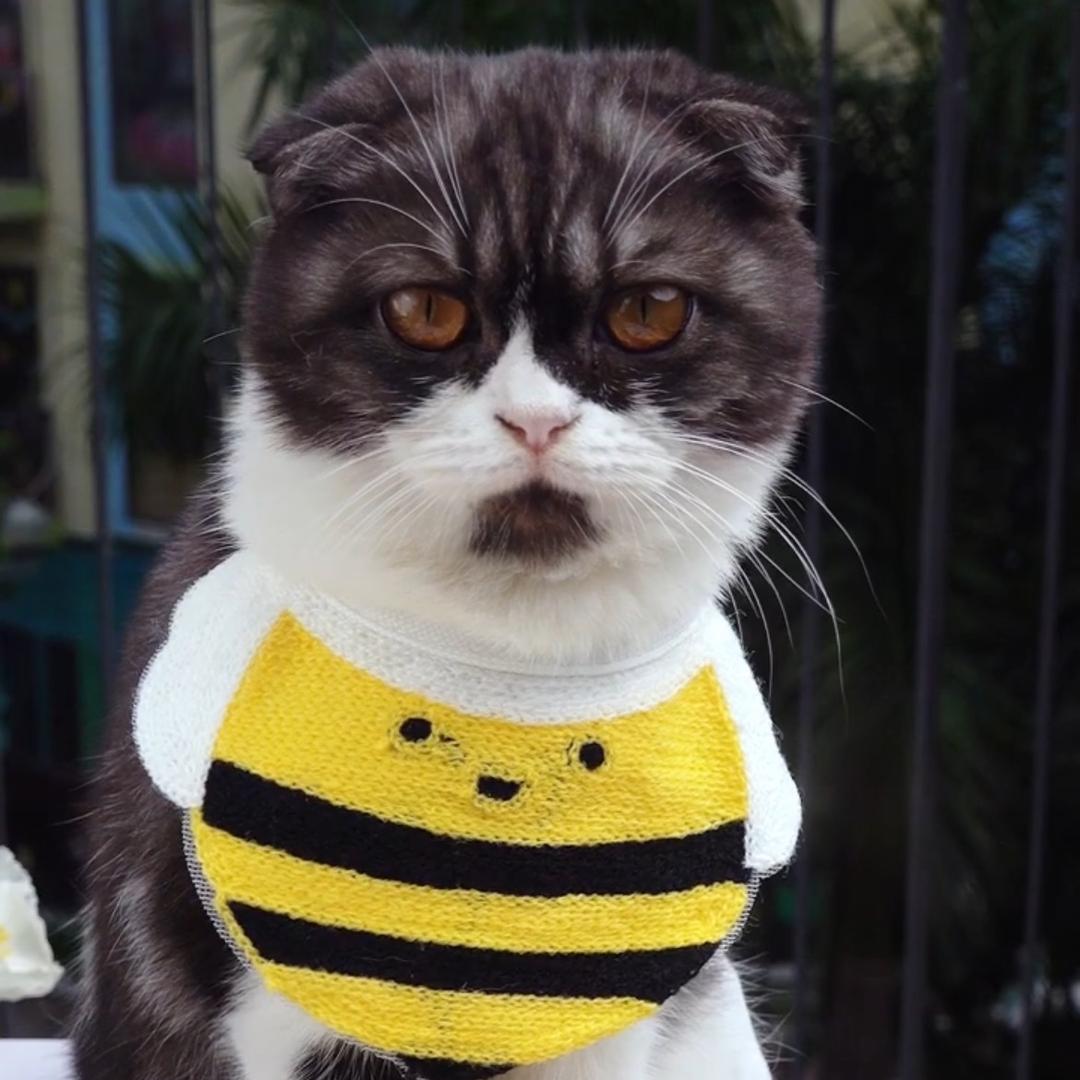 厨小猫