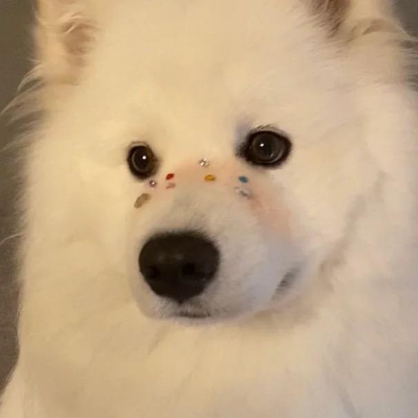 饼饼子(发财版)