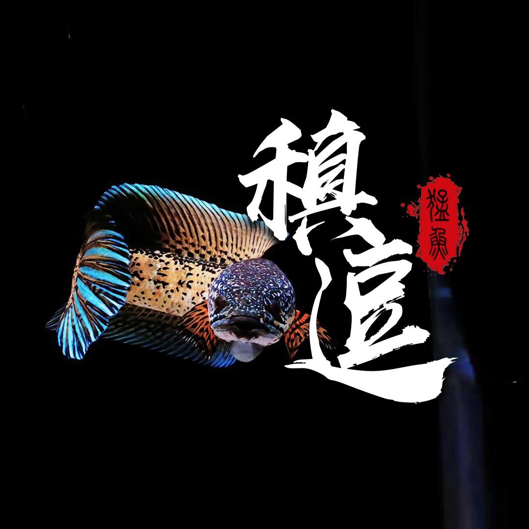 禛逗猛鱼