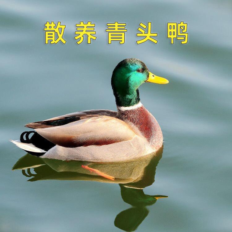 农产品优质甄选