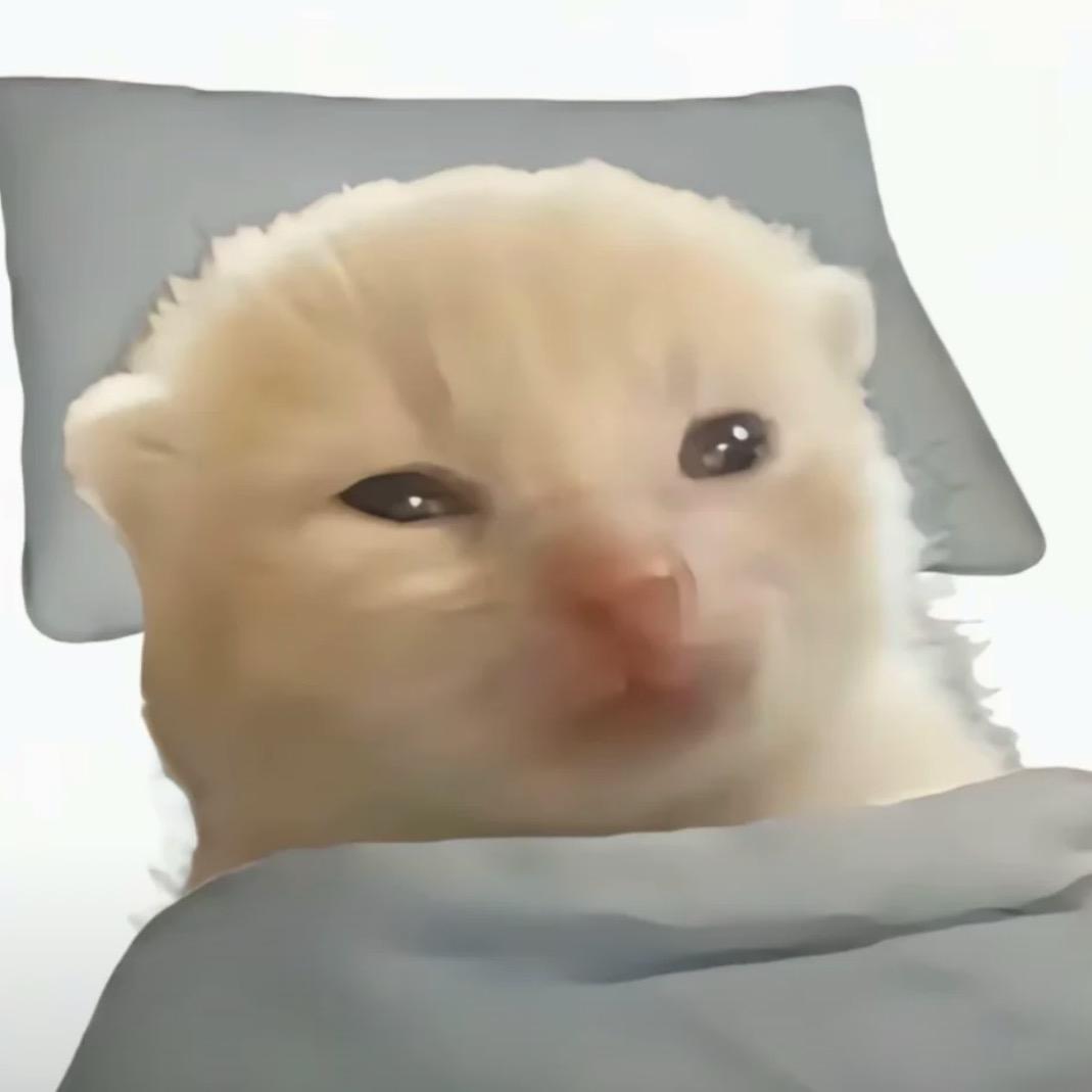 小猫咪在被窝