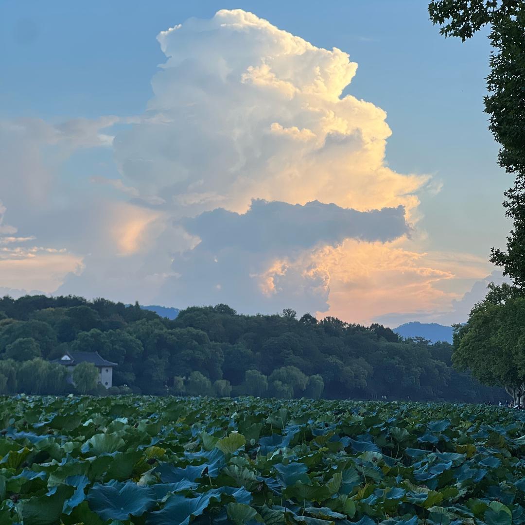 我是一颗十分高大的树🌲