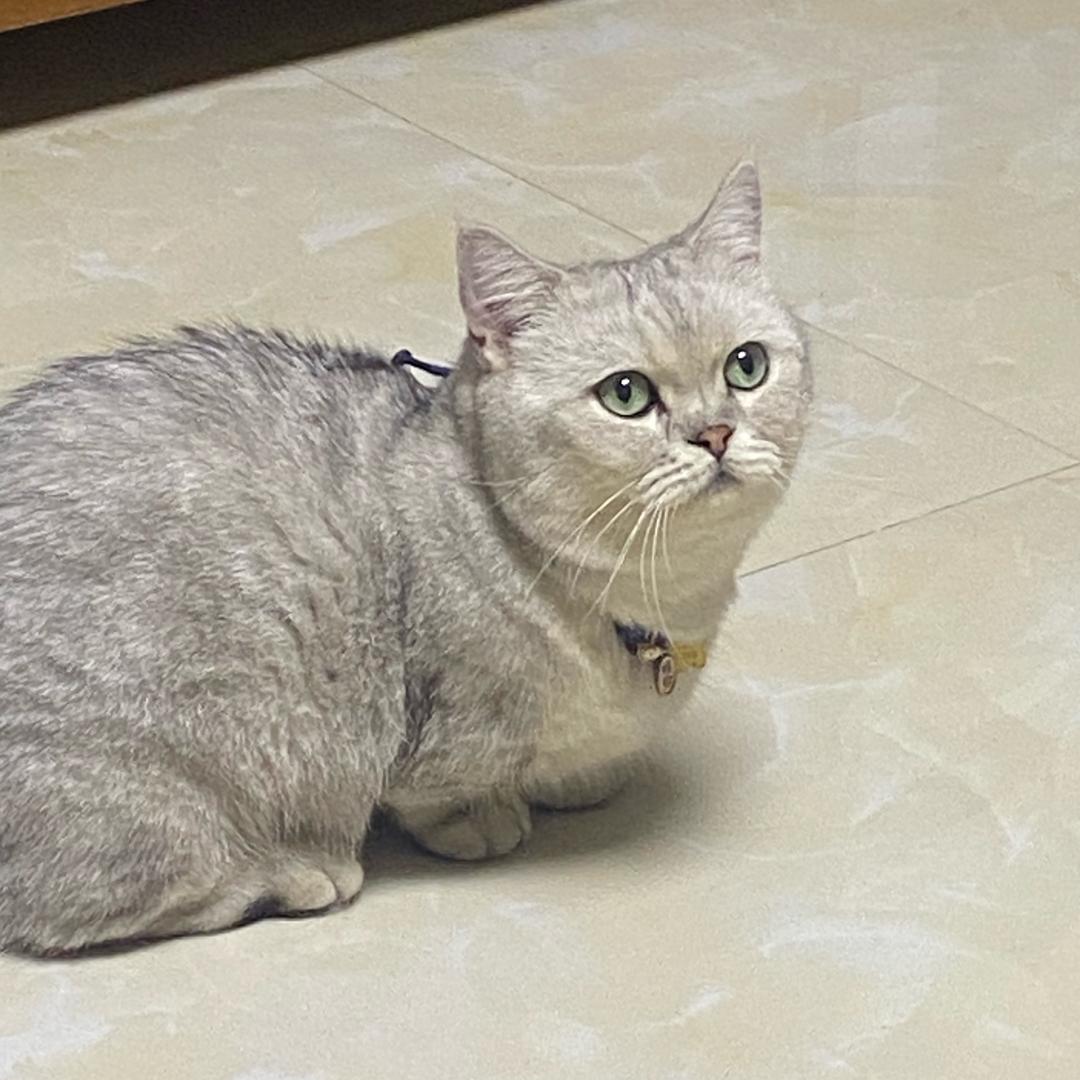 梅凉新
