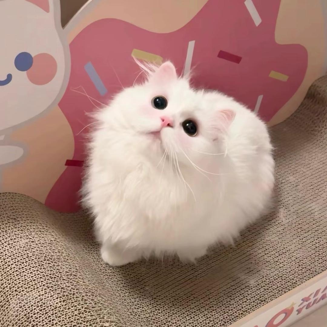 猫咪仓库