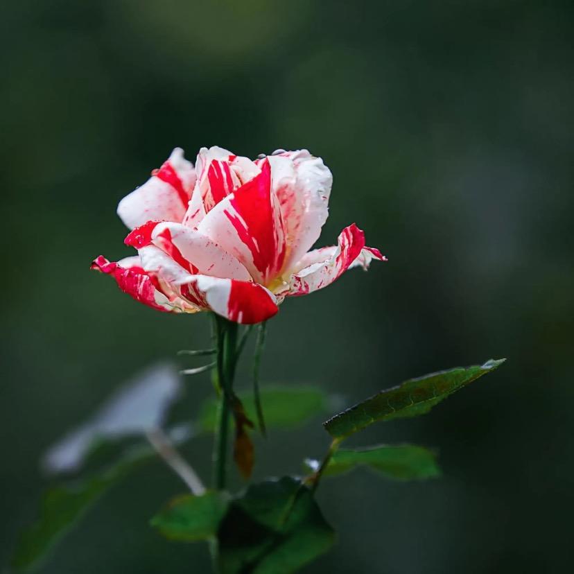 静静待花开12