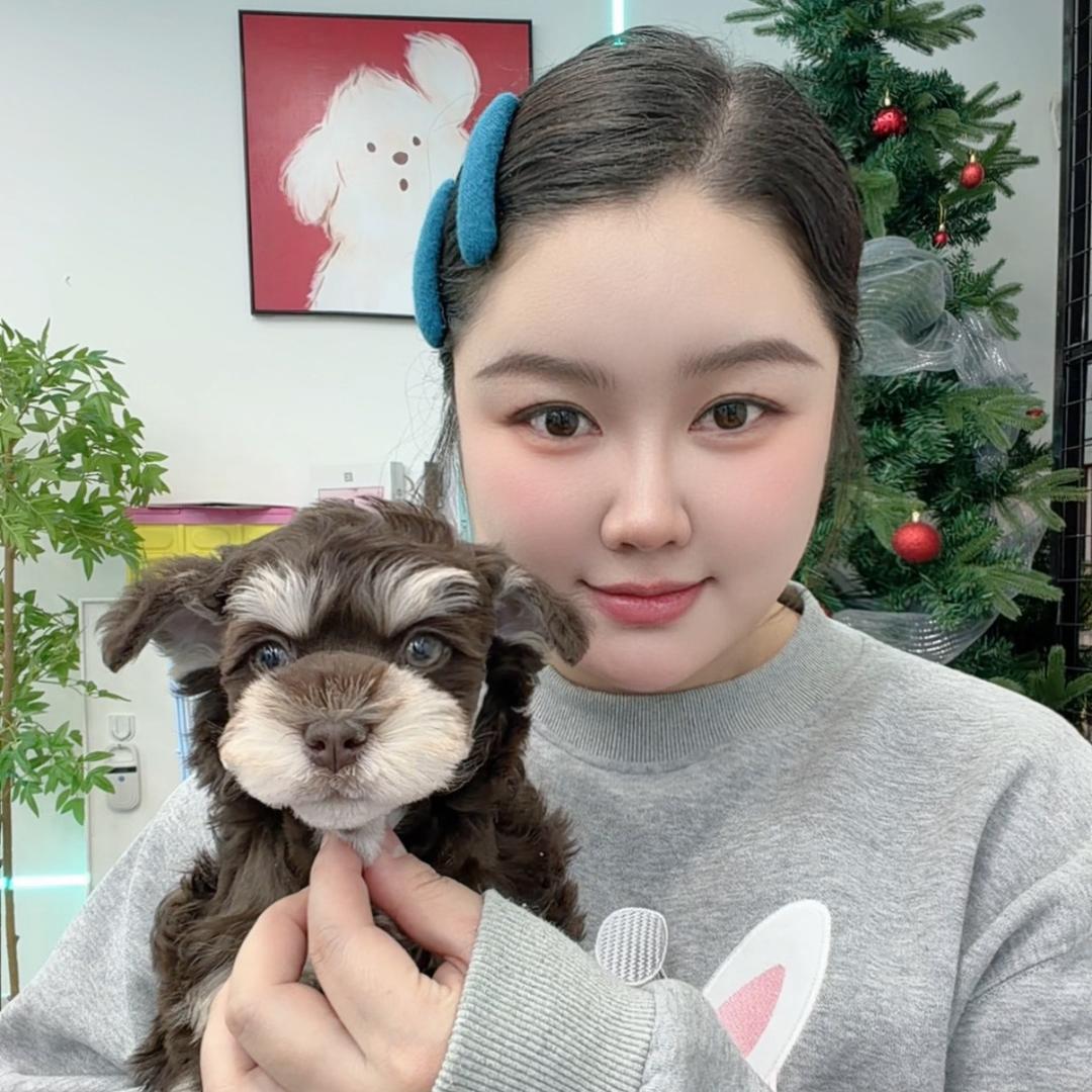 雪姐家的雪纳瑞（在大连）