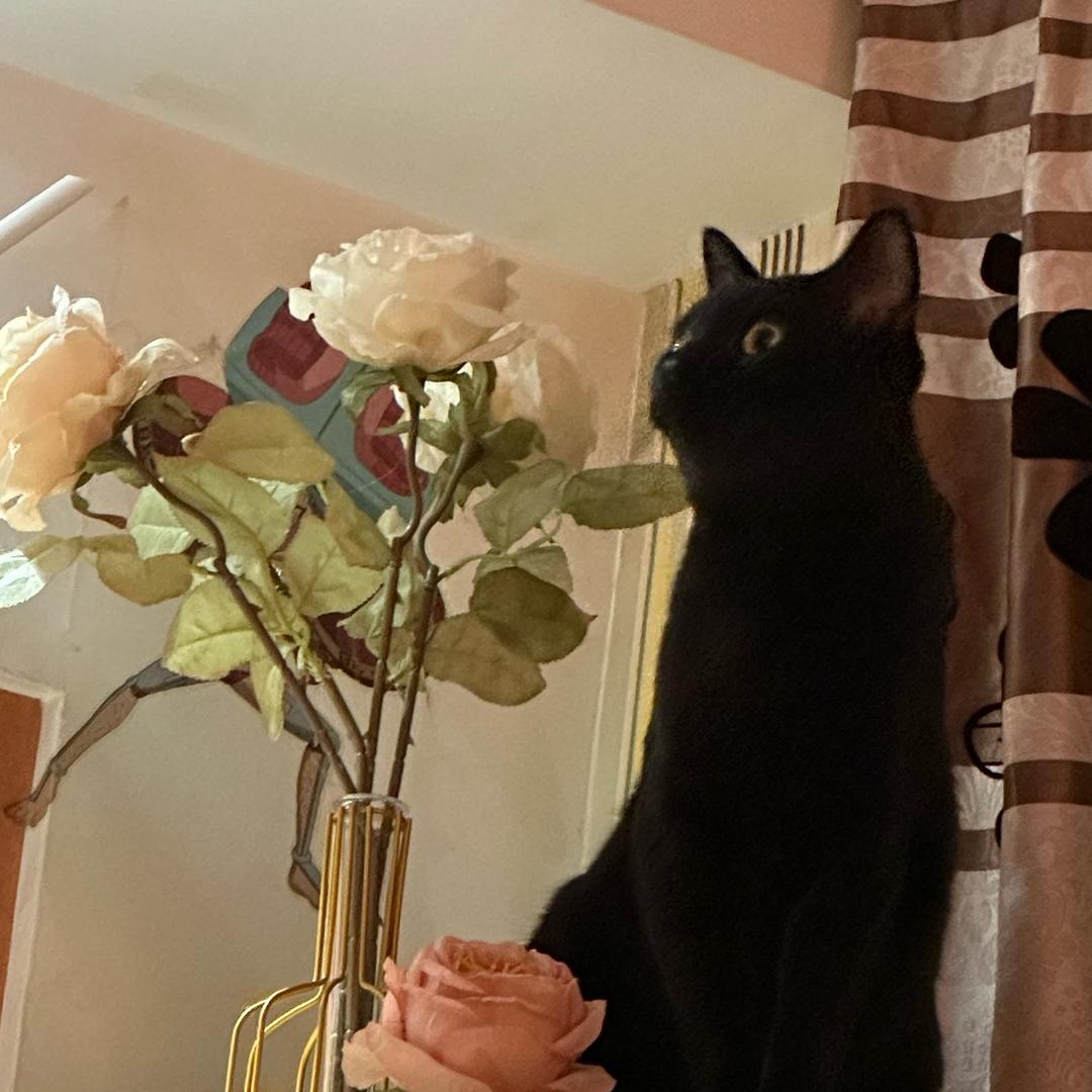 好好是只猫🐈‍⬛